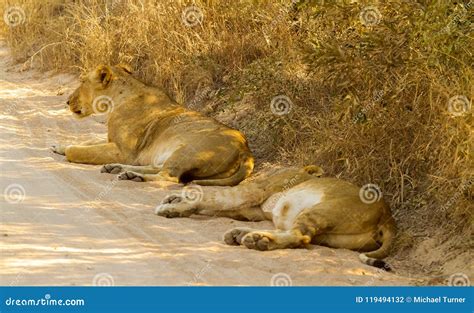 A Pride of African Lions in a Game Reserve Stock Photo - Image of patience, danger: 119494132