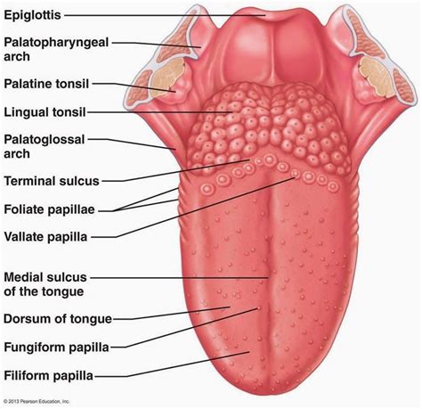 Pin by Margit F. Reiter on Anatomy | Dental anatomy, Basic anatomy and ...