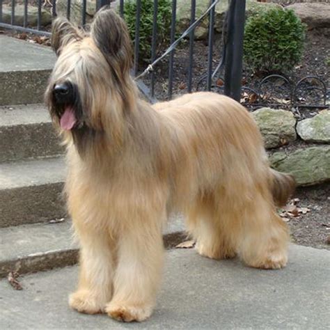 Briard 6 - Pet Paw