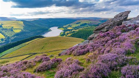 Purple heather on Derwent Edge, Peak District National Park, Derbyshire, England, UK | Windows ...