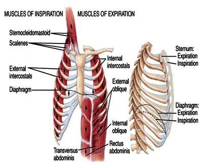 How Bad Posture Affects Breathing - Intulo Health Remedial and Sport Massage