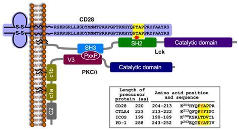 A schematic model of the CD28-Lck-PKCθ tri-partite complex formed in... | Download Scientific ...