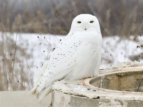 Snowy owl migration gives scientists chance to study them | WGVU NEWS