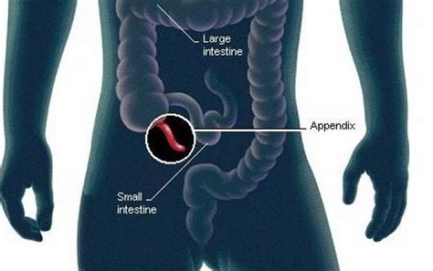 Human Appendix - Anatomy, Location and Function of Appendix