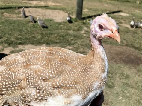 Mixed Colour Guinea Fowl Fertile Eggs | EggSellent.com.au