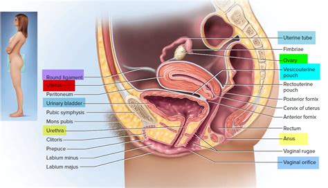 Uterus Pain - Left Side and Right Side Uterus Pain - Causes and Diagnosis