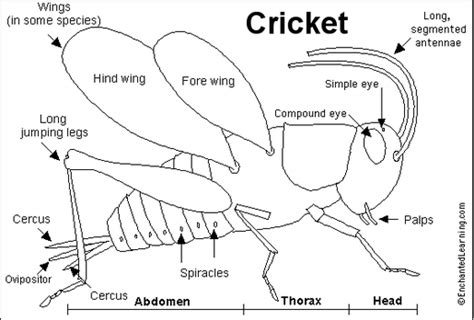 Crickets - Science