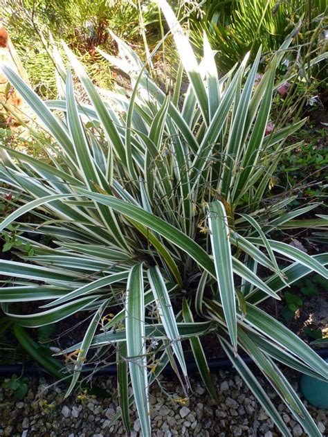 Blue Flax Lily | Variegated perennial with leathery, sword-shaped ...