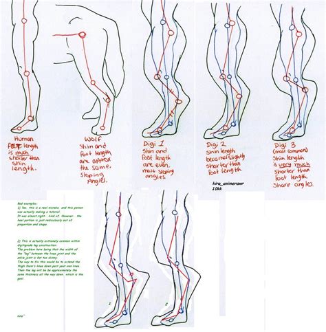 Digitigrade leg foaming proportions study | Fursuit tutorial, Body foam, Cosplay tutorial