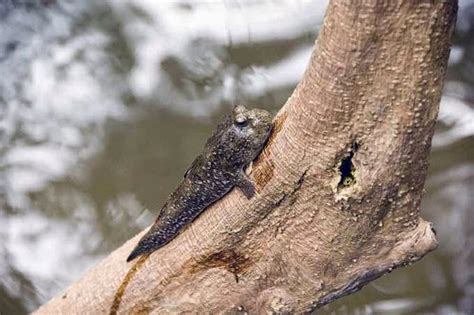 Kids Create Art : Fish CAN Climb Trees!