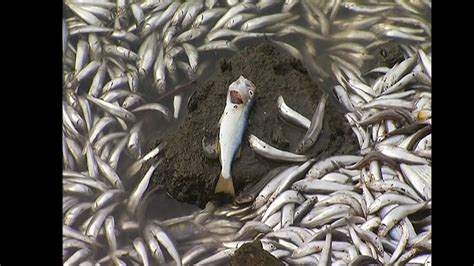 Thousands of Dead Fish Mysteriously Surface in California - NBC News