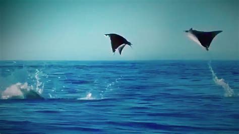 Hundreds of Manta Rays Leap into the Air - YouTube