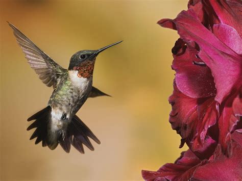 Free Hummingbird Wallpapers - Wallpaper Cave