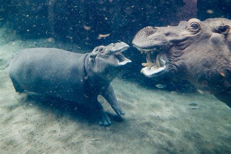 Meet Fiona the hippo, whose journey to health has made her a social ...