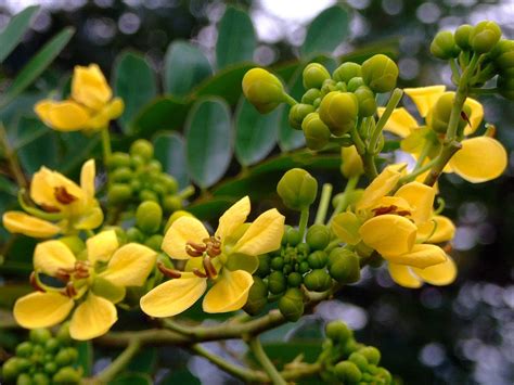 100 Cassia siamea, Siamese Senna, Siamese cassia ,Kassod Tree Seeds ...