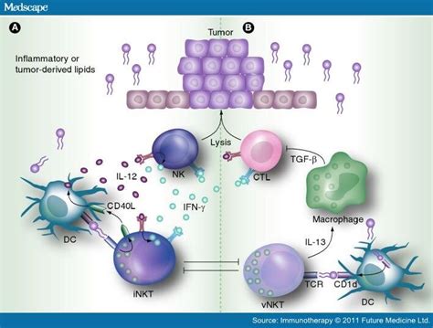 NKT Cells in Malignancy, Autoimmune and Allergic Disorders - Page 4