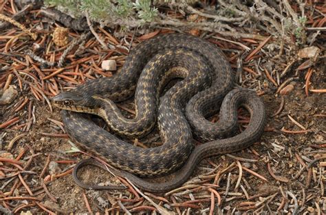 Western Terrestrial Garter Snake: Highly Versatile Predator