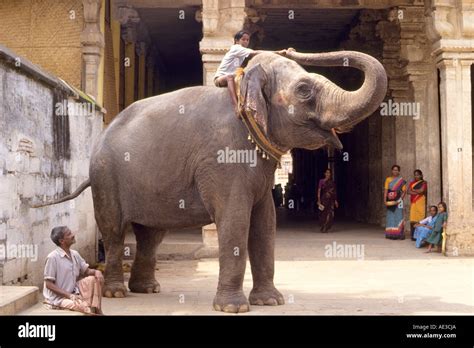 India Tamil Nadu Tiruchchirappalli temple elephant Stock Photo: 7745577 - Alamy