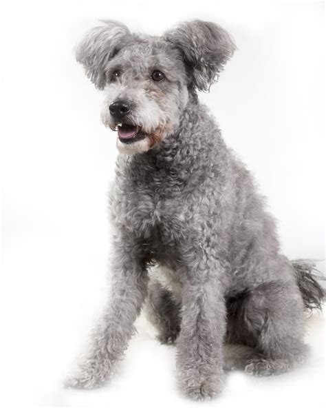 Pumi Dog Breed Information & Puppy Photos