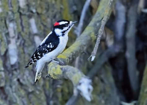 Idaho Birds-Downy Woodpecker