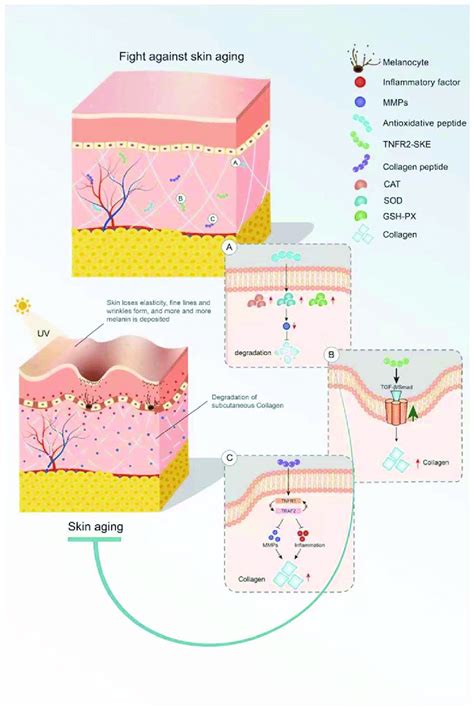 Mechanism of bioactive peptides in delaying skin aging. (A) Antioxidant ...