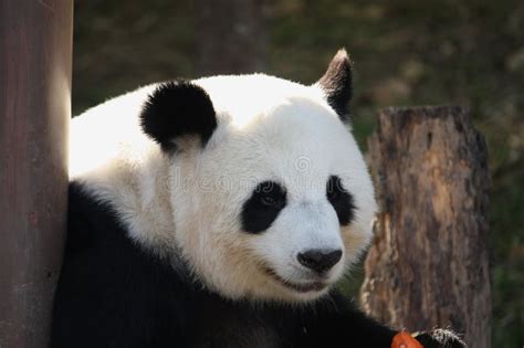 Giant panda bear eating stock image. Image of rare, chinese - 58614361