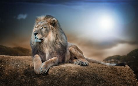 Lion Wallpaper 4k - Lion On A Rock (#155873) - HD Wallpaper & Backgrounds Download