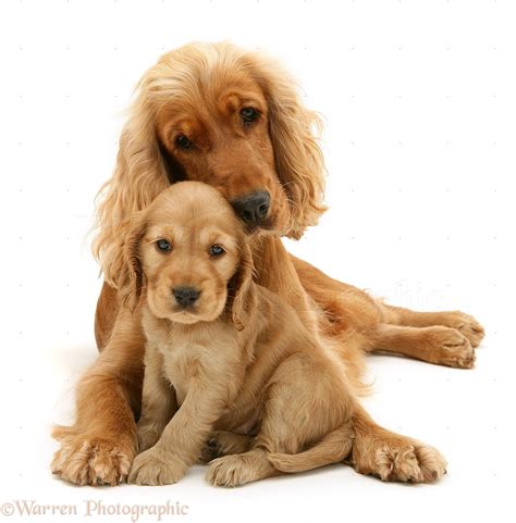 Dogs: Golden Cocker Spaniel and pup photo - WP19046