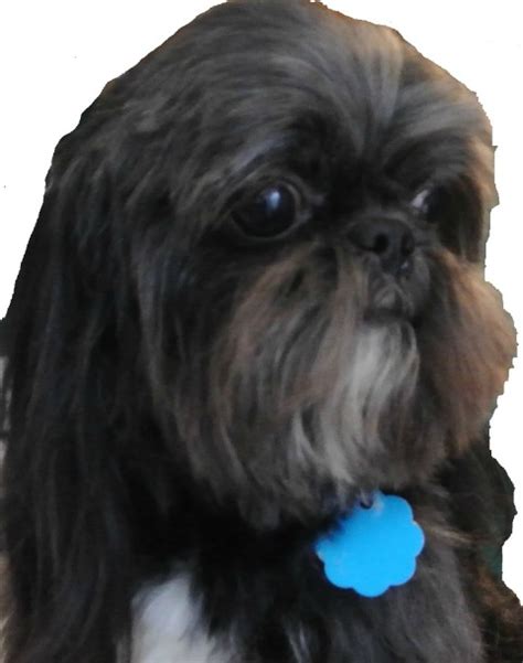 Shih Tzu--Small Breed Dog