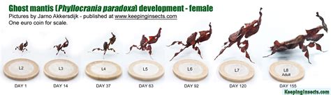 Praying Mantis Life Cycle Chart