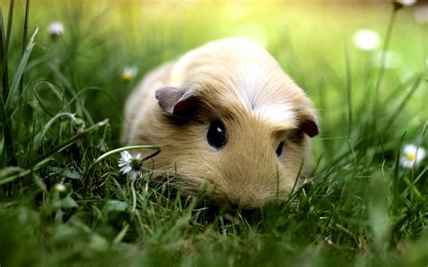 🔥 [30+] Cute Guinea Pig Wallpapers | WallpaperSafari