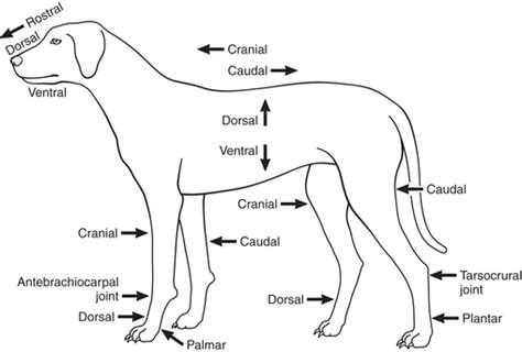 Dog Dorsal Recumbent Position