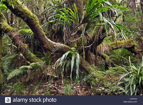 Epiphytes Stock Photos & Epiphytes Stock Images - Alamy