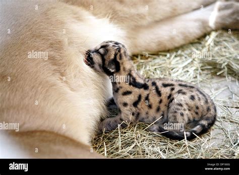 Florida panther cubs hi-res stock photography and images - Alamy