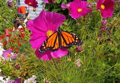 Monarchs now listed as an endangered species in Nova Scotia Canada - a prelude for things to come