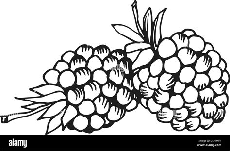 Mulberry sketch. Fresh ripe berries. Tasty fresh food in hand drawn style Stock Vector Image ...