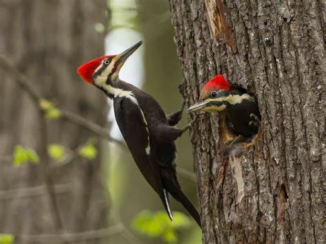 NEWS-Bird-of-the-Month Photo Contest April 2021: Pileated Woodpecker - Western Cuyahoga Audubon