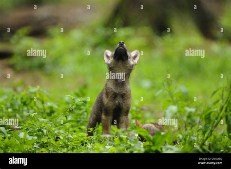 European gray wolf (Canis lupus lupus), howling wolf cub standing in meadow, Germany, Bavaria ...