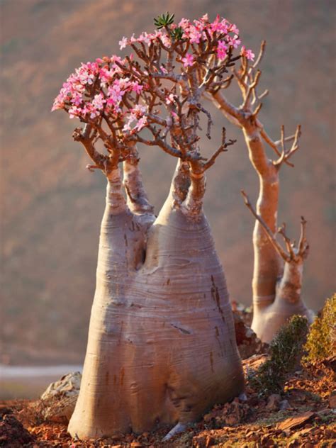 Adenium obesum subsp. socotranum - World of Flowering Plants