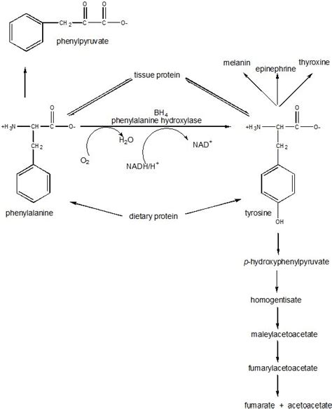 1. Phenylalanine and tyrosine metabolism. BH 4 is tetrahydrobiopterin,... | Download Scientific ...