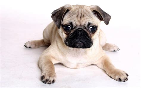 Pug - Puppies, Rescue, Pictures, Information, Temperament ...