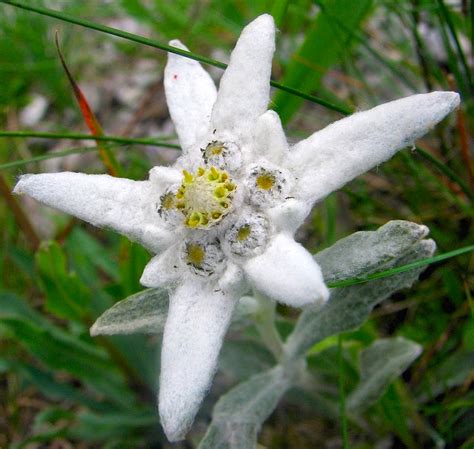 Edelweiss | Arnold Zwicky's Blog