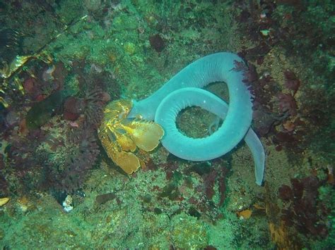 Hagfish - A-Z Animals