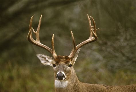 Those Amazing Antlers | OutdoorHub