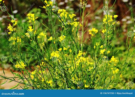 Mustard Plant and Flower at a Garden Stock Photo - Image of cultivation, crop: 136747250