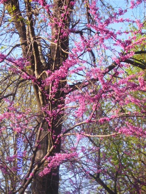 redbud tree | Woodland garden, Redbud tree, Garden trees