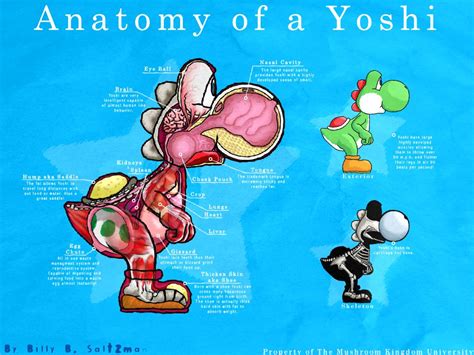 http://billysan291.deviantart.com/art/Anatomy-of-Yoshi-173930611 | Yoshi, Anatomy, Cartoon movie ...