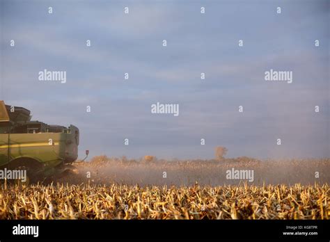 Maize chaff hi-res stock photography and images - Alamy