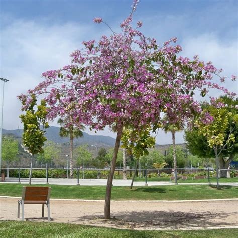 Well Watered Bauhinia Variegata Kachnar Flower Plant, For Garden, Winter at Rs 25/piece in Amethi