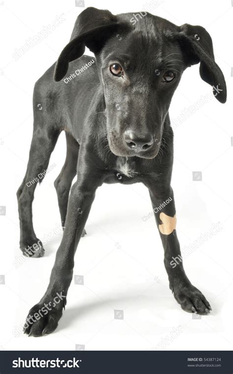 Injured Dog Stock Photo 54387124 : Shutterstock